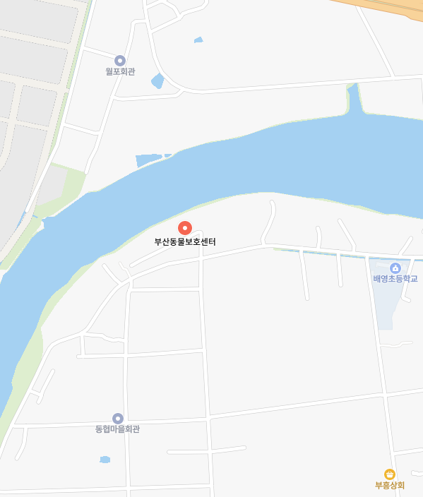 부산유기견보호센터 이미지